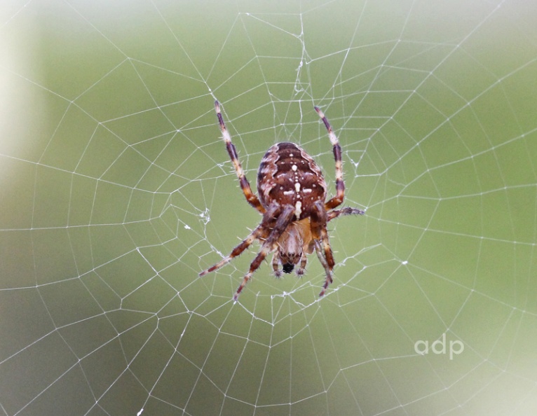 IMG_7020qst800c Cross Spider Araneus diademata BD.jpg